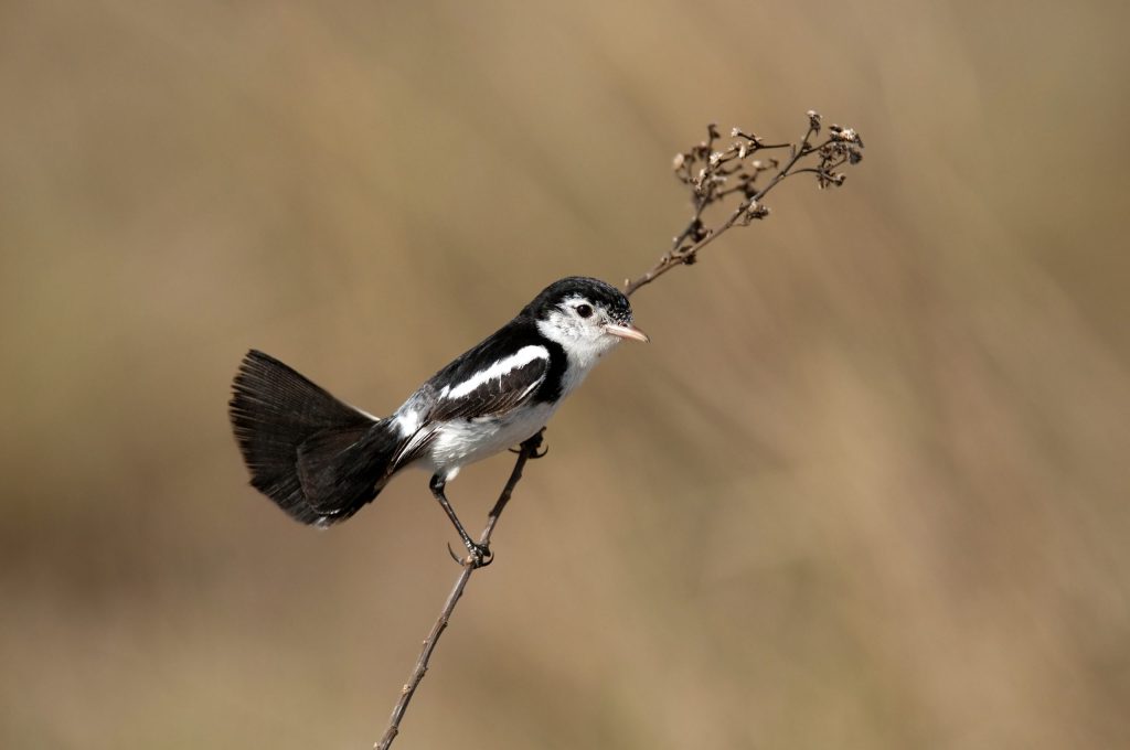 Conserva Aves en Bolivia apoya a la creación y gestión de 8 nuevas áreas protegidas subnacionales