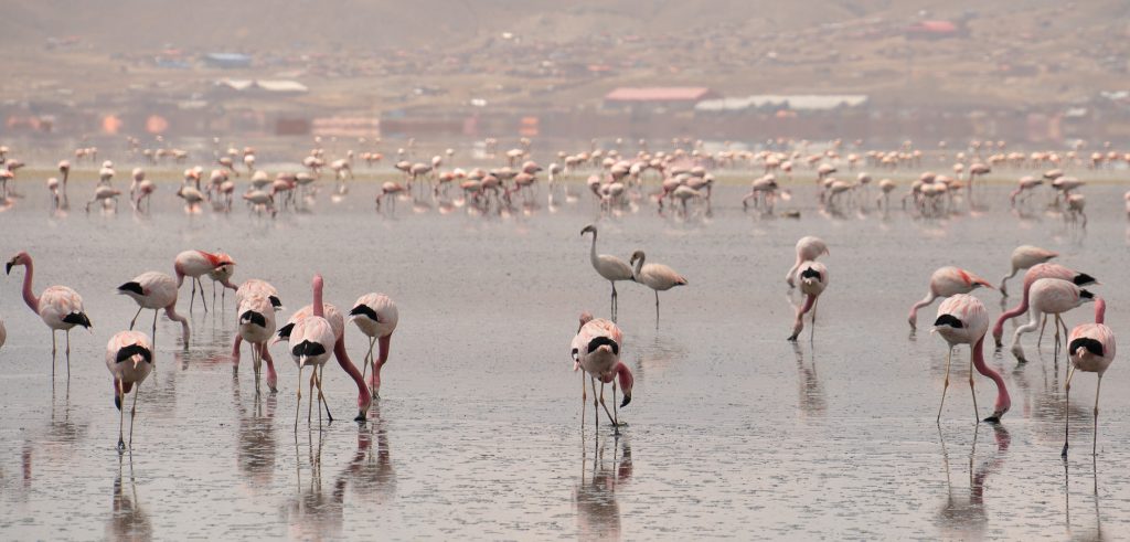 El Vuelo de la Esperanza: Conserva Aves Bolivia propicia la protección del legado de los Lagos Poopó y Uru Uru