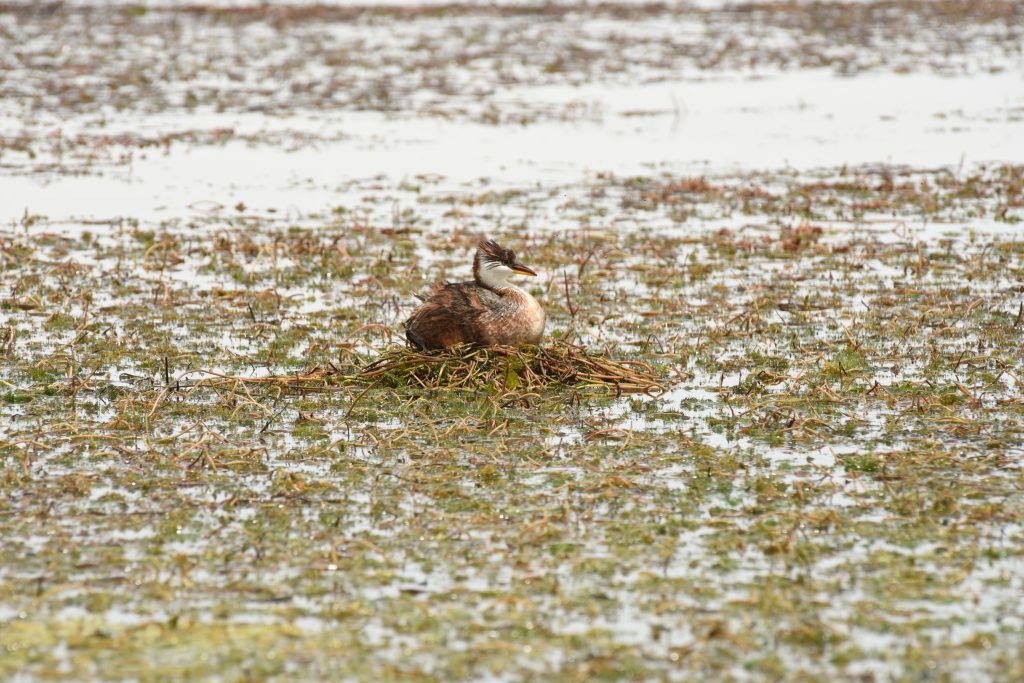 Zambullidor del Titicaca: Consolidar la creación de un santuario para esta ave es su escudo contra la extinción 