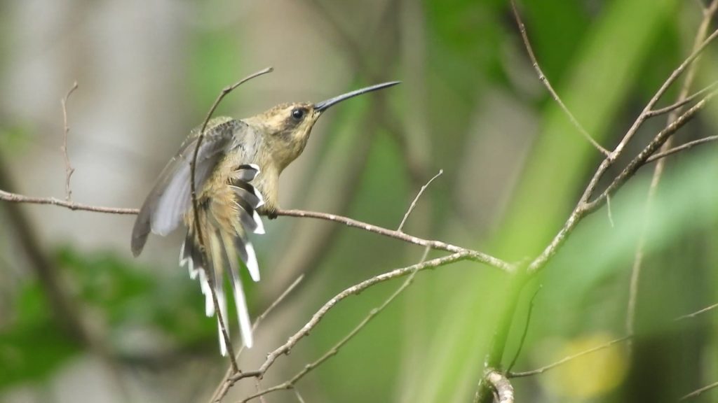 De lo local a lo global: Bolivia fortalece la conservación con la Serranía de Sunsas