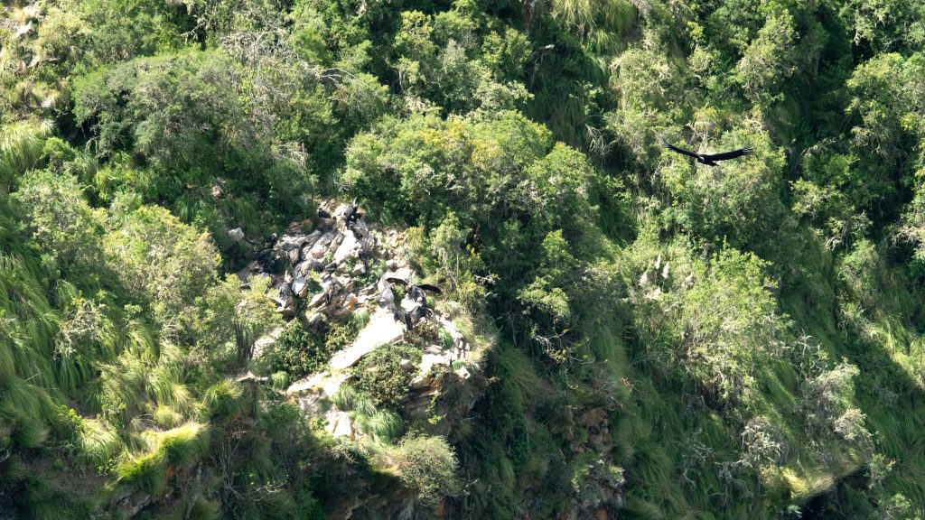 Latidos de El Palmar: naturaleza, cultura y esperanza para la vida del sur de Bolivia