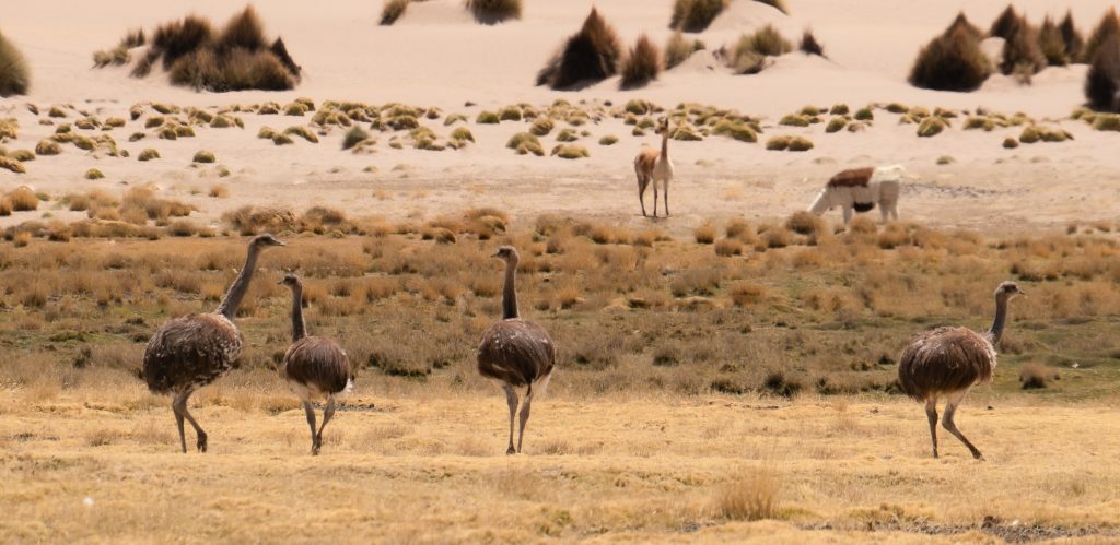 Bolivia avanza en la protección de un millón de hectáreas a través de la iniciativa Conserva Aves