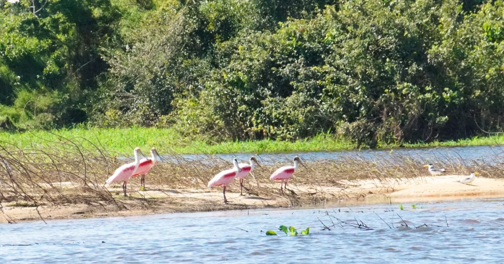 El «Eslabón Perdido» de la Amazonía