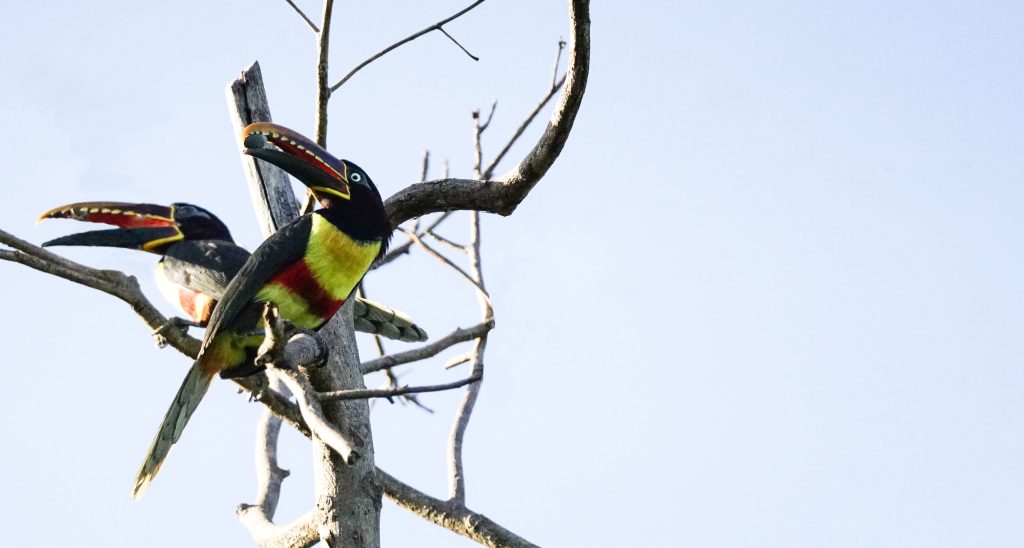 Iniciativa Conserva Aves, consolida un legado de conservación a gran escala en Bolivia